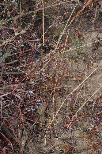 Lobelia erinus