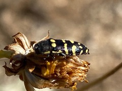 Acmaeodera alicia