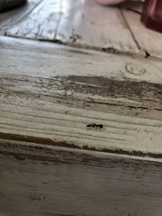 Synemosyna aurantiaca