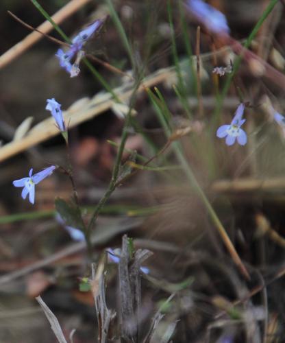 Lobelia erinus