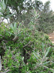 Pachypodium