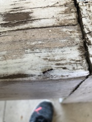 Synemosyna aurantiaca