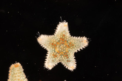 Asterina phylactica