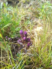 Gentianella auriculata