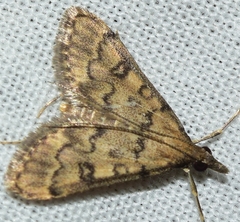 Dolicharthria bruguieralis