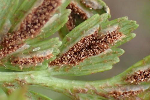 African Spleenwort