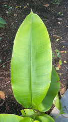 Heliconia latispatha