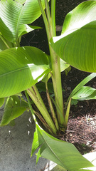 Heliconia latispatha