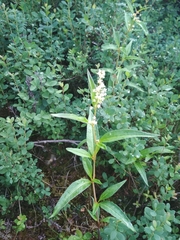 Koenigia tripterocarpa