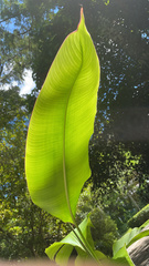 Heliconia latispatha