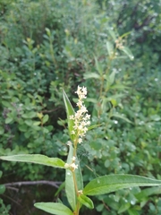 Koenigia tripterocarpa