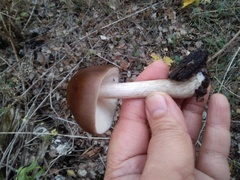 Pluteus