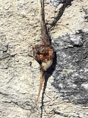 Romulea fibrosa