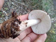 Pluteus