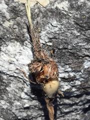 Romulea fibrosa