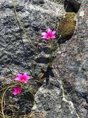 Romulea fibrosa