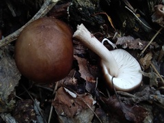 Pluteus