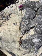 Romulea fibrosa