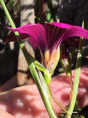 Romulea fibrosa