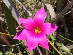 Romulea fibrosa
