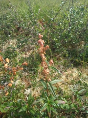 Koenigia tripterocarpa