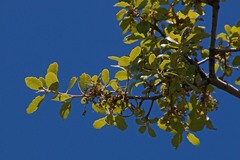 Quercus durata