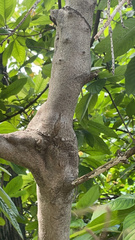 Magnoliopsida