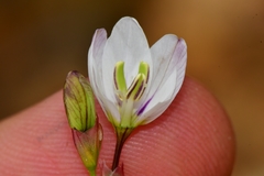 Ixia flexuosa