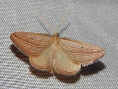 Anthemoctena textilis