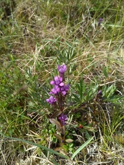 Gentianella auriculata