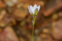 Ixia flexuosa