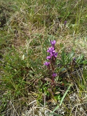 Gentianella auriculata