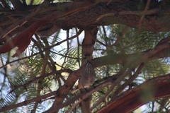 Curruca subcoerulea subcoerulea