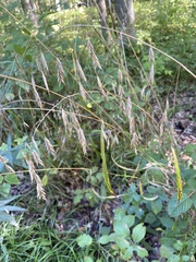 Bromus nottowayanus
