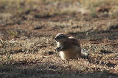 Geosciurus inauris