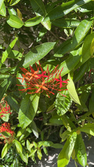 Ixora