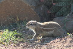Geosciurus inauris