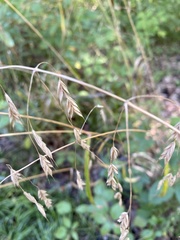 Bromus nottowayanus