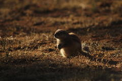 Geosciurus inauris