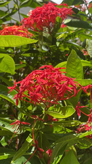 Ixora