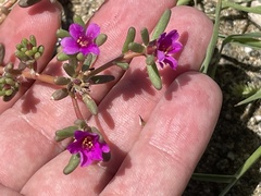 Portulaca californica