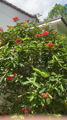 Ixora