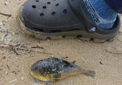 Amblyrhynchote honckenii