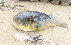 Amblyrhynchote honckenii