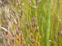Restio eleocharis