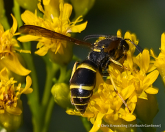 Leionotoxenos tigridis