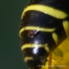 Leionotoxenos tigridis