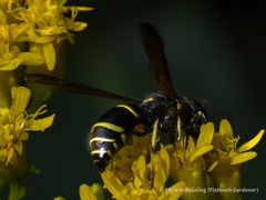 Leionotoxenos tigridis