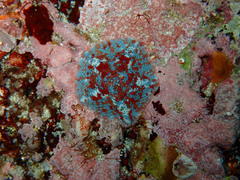 Parvulastra dyscrita