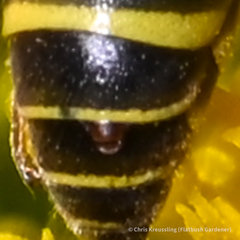 Leionotoxenos tigridis